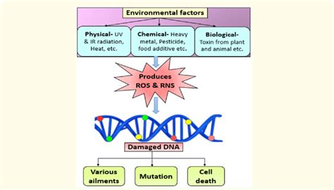 Advances in DNA damage induced by environmental chemical .